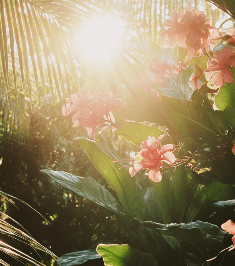 Tropical flowers basking in sunlight